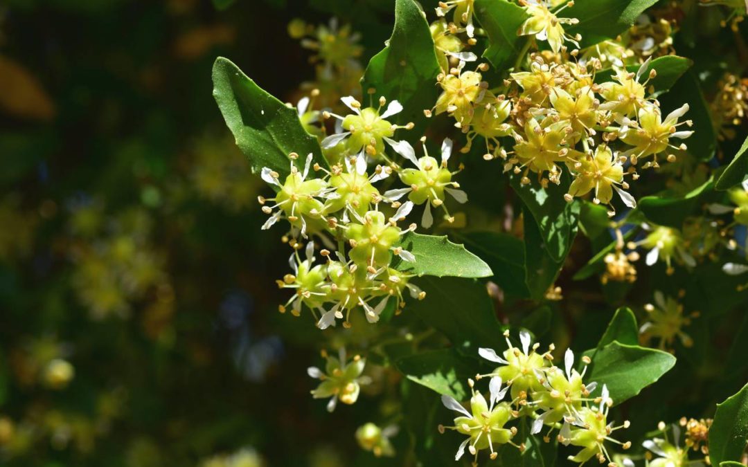 QS-21 and the Quillaja Tree